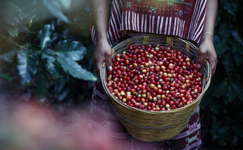 arabica