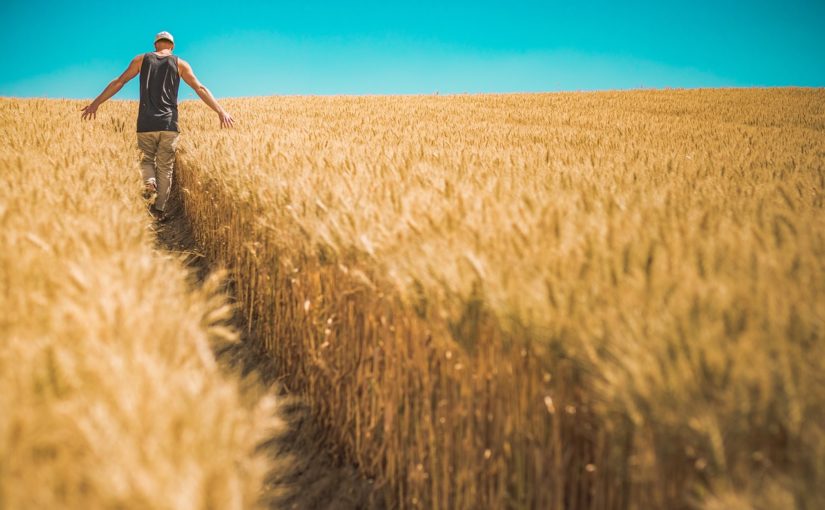 Nawozy organiczne – najlepsza alternatywa?